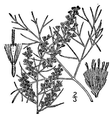 image of Eupatorium capillifolium, Common Dog-fennel, Summer Cedar, Yankeeweed, Cypressweed