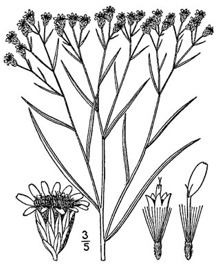 image of Euthamia caroliniana, Carolina Goldentop, Slender Flattop Goldenrod