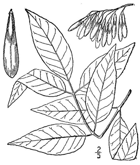 image of Fraxinus americana, White Ash, American Ash