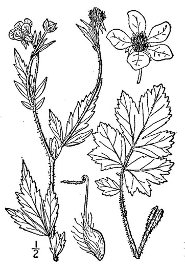 image of Geum aleppicum, Yellow Avens