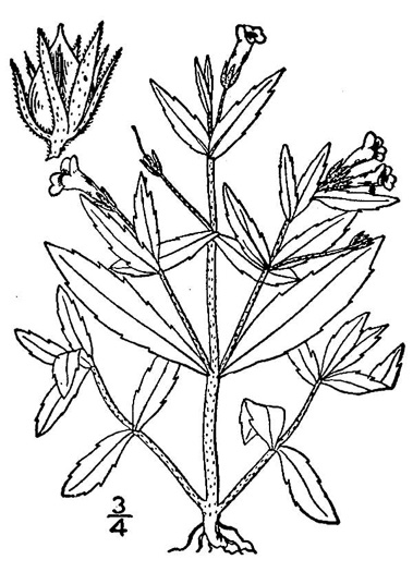 image of Gratiola virginiana, Roundfruit Hedge-hyssop, Virginia Hedge-hyssop