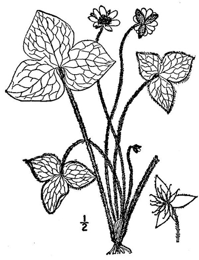 image of Hepatica acutiloba, Sharp-lobed Hepatica, Sharp-lobed Liverleaf