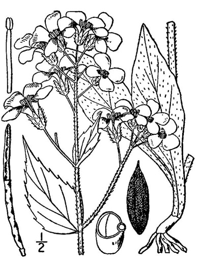 image of Hesperis matronalis, Dame's Rocket