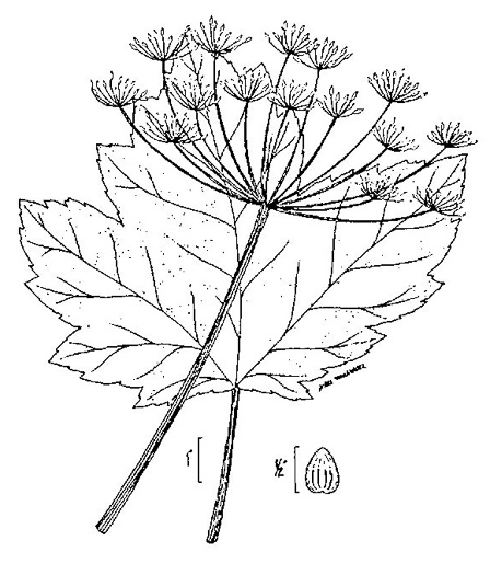 image of Heracleum maximum, Cow-parsnip, American Hogweed, Masterwort