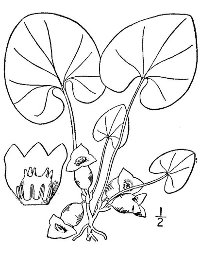 image of Hexastylis virginica, Virginia Heartleaf