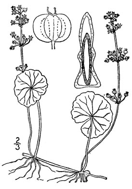 image of Hydrocotyle tribotrys, Whorled Marsh-pennywort, Water-pennywort