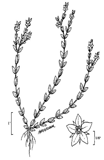 image of Hypericum galioides, bedstraw St. Johnswort