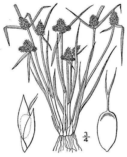 image of Cyperus hortensis, Annual Greenhead Sedge, Low Spikesedge