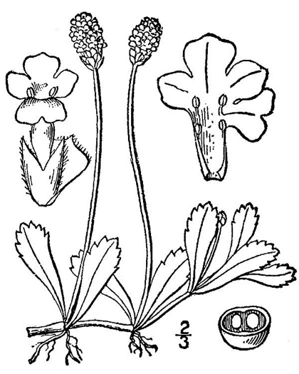 drawing of Phyla nodiflora, Creeping Frogfruit, Capeweed, Turkey-tangle, Sawtooth Frogfruit