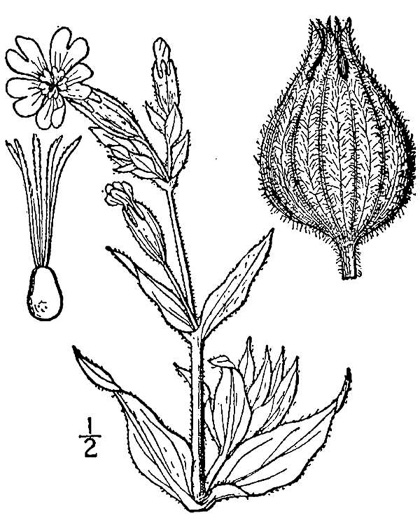 image of Silene latifolia, White Campion, Evening Campion, White Cockle, Evening Lychnis