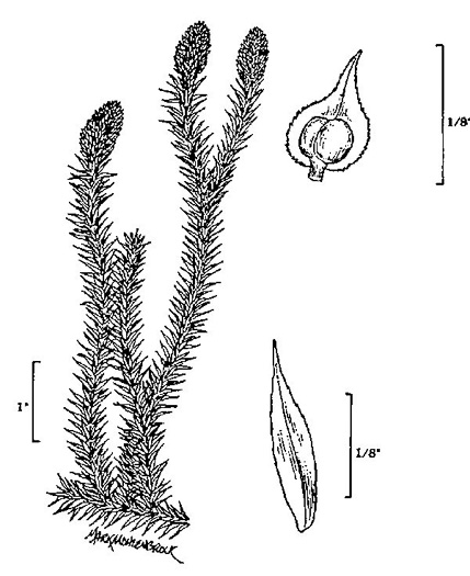 image of Spinulum annotinum, Stiff Clubmoss, Bristly Clubmoss