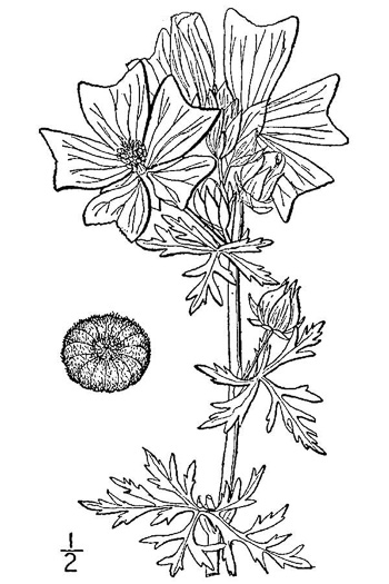 image of Malva moschata, Marsh Mallow, Musk Mallow, Rose Mallow