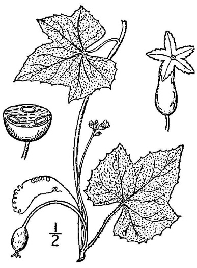 image of Melothria pendula, Creeping Cucumber