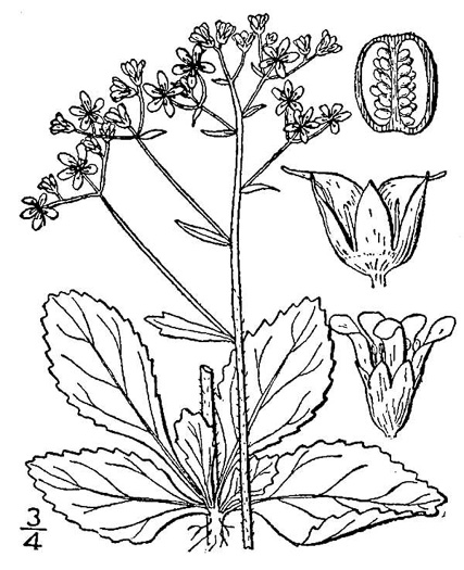 image of Micranthes virginiensis, Early Saxifrage