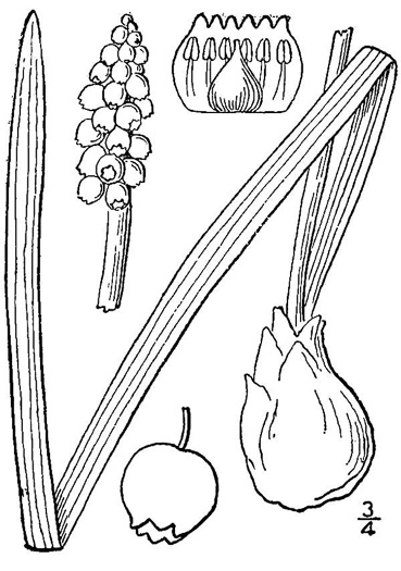 image of Muscari botryoides, Compact Grape-hyacinth