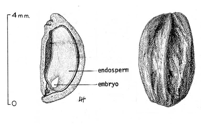 image of Ilex mucronata, Catberry, Nemopanthus