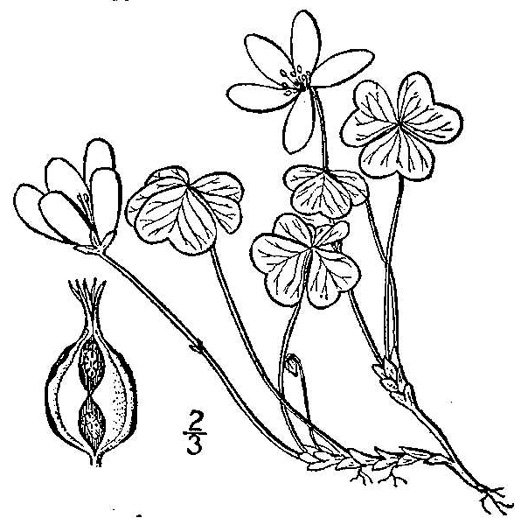 image of Oxalis montana, Mountain Wood-sorrel, American Wood-sorrel, Wood Shamrock, White Wood-sorrel