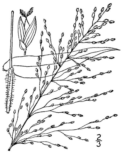 image of Dichanthelium clandestinum, Deer-tongue Witchgrass