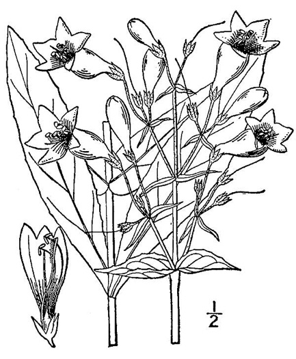 drawing of Penstemon digitalis, Foxglove Beardtongue, Tall White Beardtongue, Smooth Beardtongue