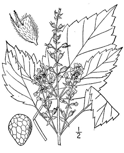 image of Perilla frutescens, Beefsteak-plant, Perilla