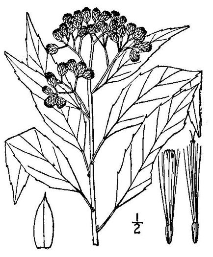 image of Pluchea camphorata, Common Camphorweed, Camphor Pluchea, Marsh Fleabane