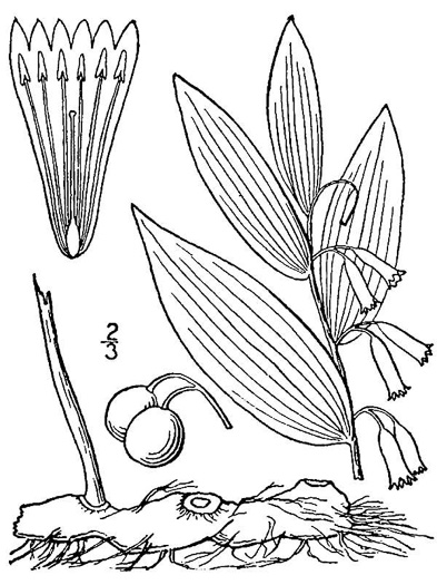 image of Polygonatum biflorum +, Smooth Solomon's Seal