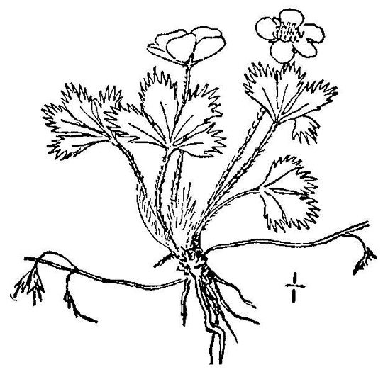 drawing of Potentilla canadensis, Dwarf Cinquefoil, Running Five-fingers