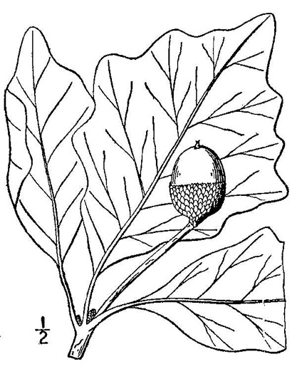 image of Quercus bicolor, Swamp White Oak