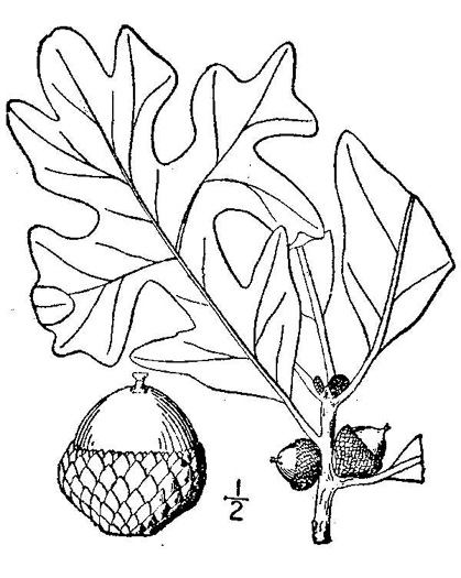 image of Quercus stellata, Post Oak