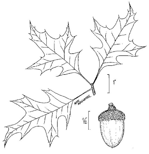 drawing of Quercus texana, Nuttall Oak, Texas Red Oak