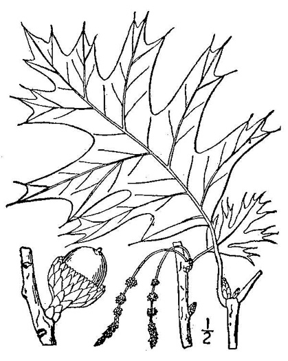 image of Quercus velutina, Black Oak