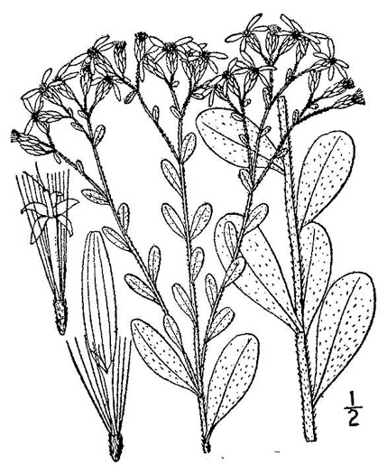 image of Sericocarpus tortifolius, Twisted-leaf Whitetop Aster, Dixie Whitetop Aster