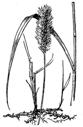 image of Setaria parviflora, Perennial Foxtail-grass, Knotroot Bristlegrass, Marsh Foxtail, Knotroot Foxtail