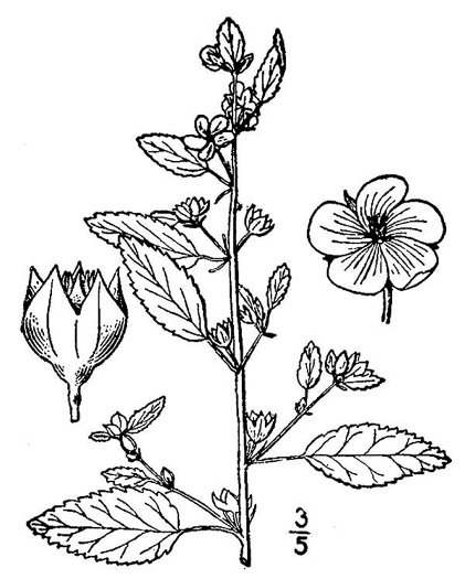 Sida spinosa, Prickly Fanpetals, Prickly Sida, Prickly Mallow, False-mallow