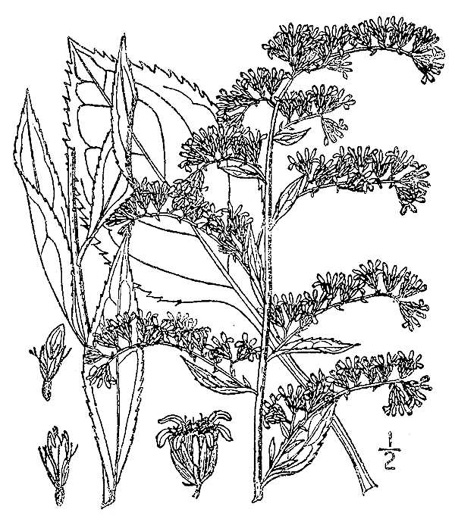 image of Solidago arguta, Forest Goldenrod, Sharp-leaved Goldenrod, Cutleaf Goldenrod