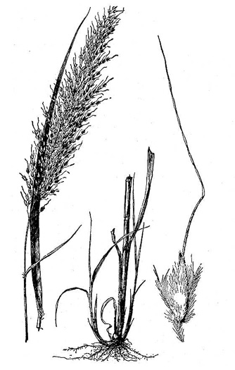 image of Sorghastrum nutans, Yellow Indiangrass, Prairie Indiangrass