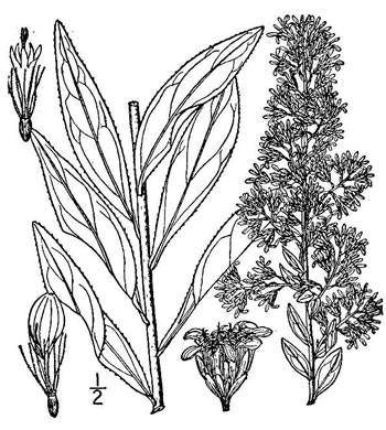 drawing of Solidago rigidiuscula, Narrowleaf Showy Goldenrod, Slender Showy Goldenrod, Stiff-leaved Showy Goldenrod, Prairie Goldenrod