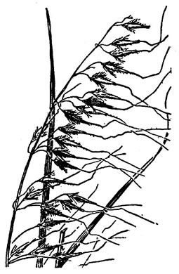 image of Sorghastrum secundum, Lopsided Indiangrass