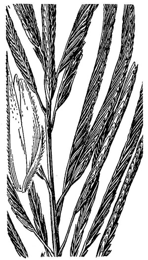 image of Spartina cynosuroides, Giant Cordgrass, Big Cordgrass