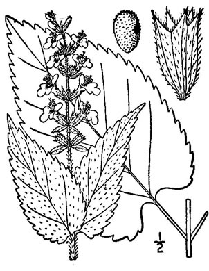 image of Stachys subcordata, heart-leaved hedgenettle