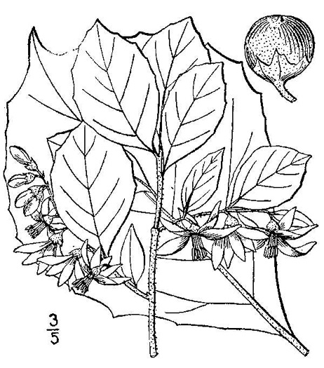 image of Styrax grandifolius, Bigleaf Snowbell, Bigleaf Storax, Large-leaved Storax