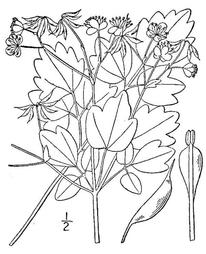 image of Thalictrum clavatum, Mountain Meadowrue, Lady-rue