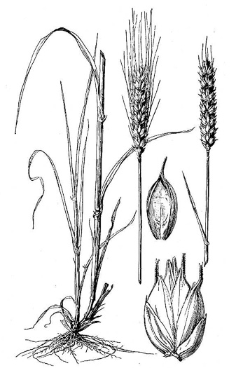 image of Triticum aestivum, Bread Wheat