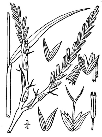 image of Tripsacum dactyloides var. dactyloides, Gama Grass, Eastern Gamagrass