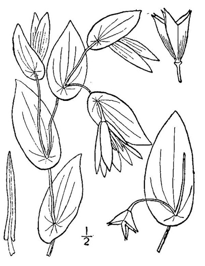 image of Uvularia perfoliata, Perfoliate Bellwort