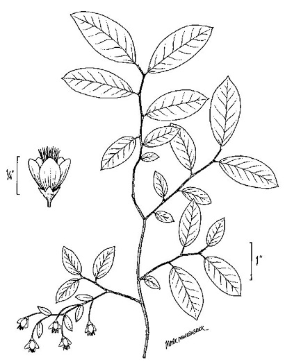 image of Vaccinium stamineum var. stamineum, Common Deerberry