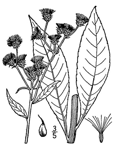 image of Vernonia glauca, Broadleaf Ironweed, Appalachian Ironweed, Tawny Ironweed