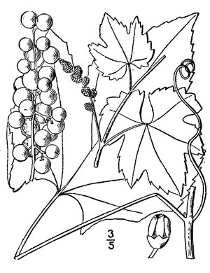 image of Vitis aestivalis var. bicolor, Silverleaf Grape