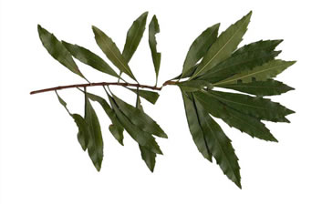 image of Morella cerifera, Common Wax-myrtle, Southern Bayberry