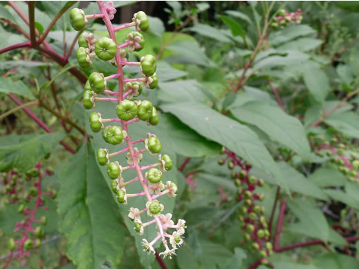 image of Phytolacca americana, Common Pokeweed, Poke